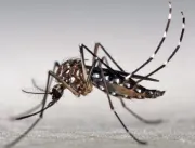 Pela primeira vez no Brasil, mosquito Aedes é enco