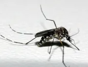 Uberlândia chega a 5 mortes por dengue em 2023