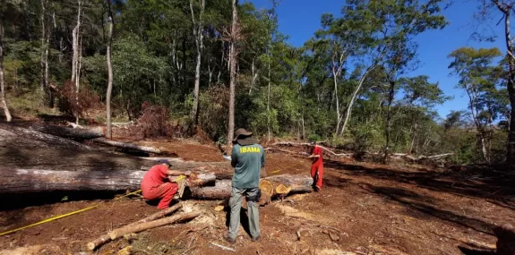 Ibama identifica desmatamento de 25 hectares em ár