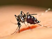 Uberlândia registra mais uma morte por chikungunya