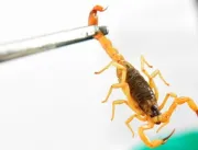 Acidentes com escorpiões aumentam quase 20% em Ube