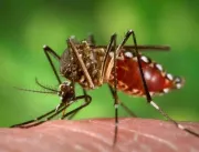 Casos de dengue em Uberlândia têm salto de 430% em