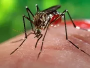 Vacinas contra o Zika vírus serão testadas ainda e