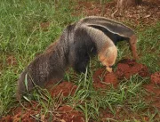 Zoológico de Uberlândia recebe nova tamanduá-bande