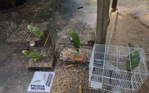 Papagaios em situação de maus-tratos são resgatado