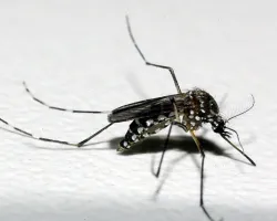 Uberlândia confirma mais duas mortes por dengue 