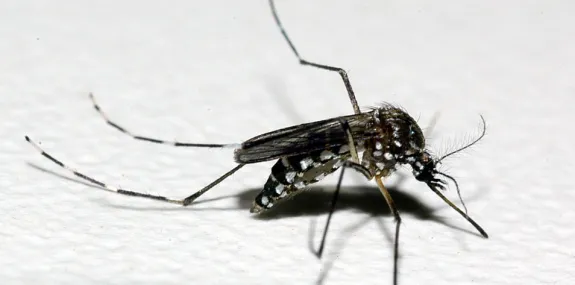 Uberlândia confirma mais duas mortes por dengue 