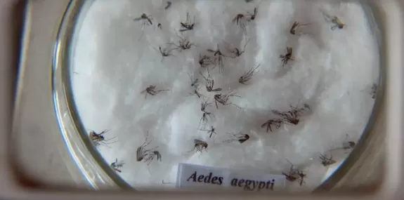 Uberlândia registra mais uma morte por chikungunya