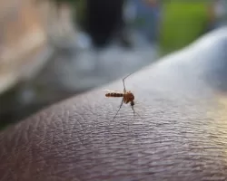 Uberlândia confirma 8ª morte por dengue em 2024