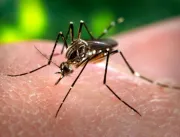 Dengue já matou 240 pessoas no Brasil este ano; Mi