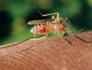 Fiocruz aponta mosquito comum como potencial trans