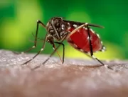Cai o número de casos de dengue no 1º semestre de 
