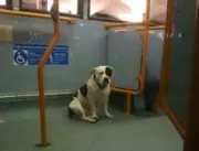
Cão é encontrado encolhido dentro de ônibus após 