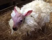 
Ovelha nasce sem lã em raro fenômeno e ganha casa