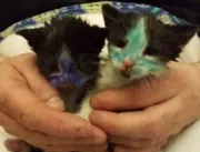 
Gatinhos são pintados com canetas permanentes em 