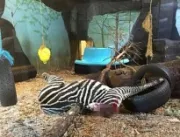 
Zoológico causa fúria após decapitar zebra saudáv