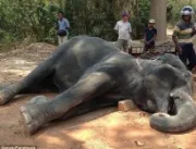 
Elefante morre após carregar turistas em meio a u