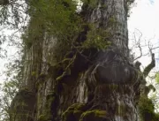 Árvore de 28 metros de altura no Chile deve ser ce