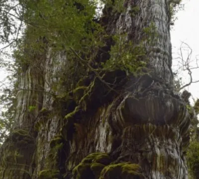 Árvore de 28 metros de altura no Chile deve ser certificada como a mais antiga do planeta
