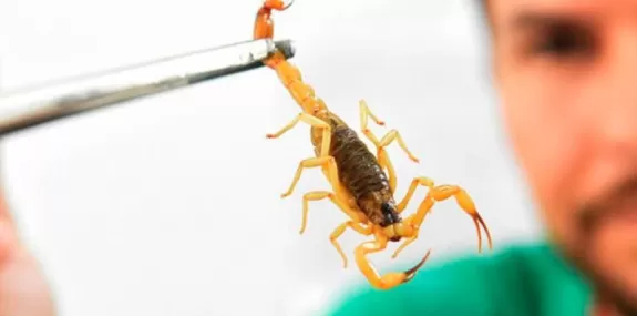 Saúde alerta para picadas de escorpião, mais comun