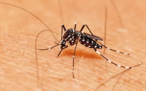 Casos de dengue crescem 224% no país, com 62,9 mil