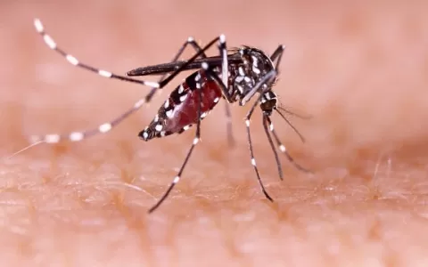 Em um ano, incidência da dengue no país aumenta 60