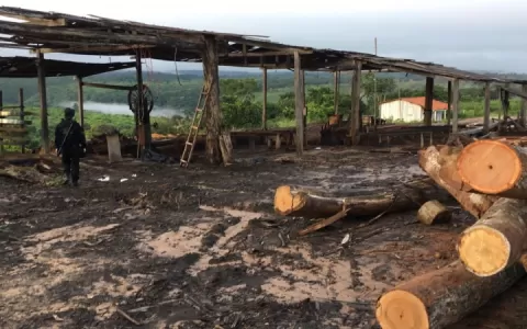 PF deflagra Operação contra á extração de madeira 