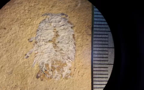 BREJO: Pesquisa identifica nova espécie de fóssil 