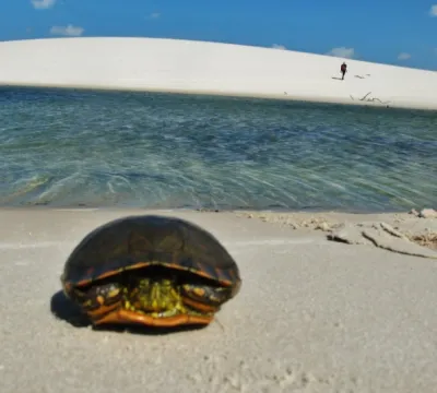 Cerca de 80 tartarugas foram encontradas mortas por ingestão de lixos, nos Lençóis Maranhenses.