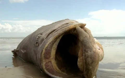 Morte de várias espécies de peixes no litoral da capital preocupam especialistas