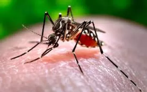 Casos de morte por dengue aumentam 5 vezes em rela