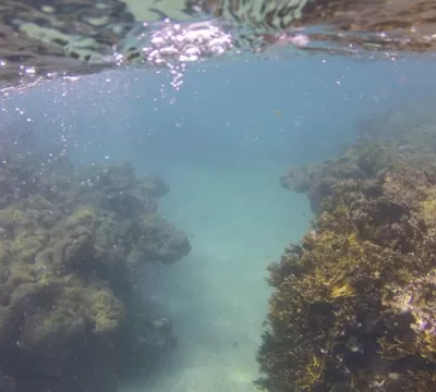 Branqueamento de corais avança no Nordeste, mostra pesquisa
