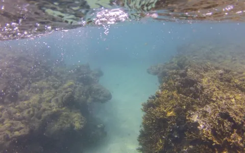 Branqueamento de corais avança no Nordeste, mostra