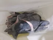 Peixes têm quantidade limitada para captura em 202