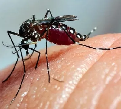 Brasil já tem mais de 3 milhões de casos de dengue
