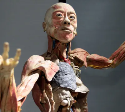 Últimas semanas da exposição Human Bodies – Maravilhas do Corpo Humano em São Luís