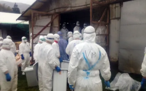 Japão sacrifica 112 mil frangos por surto de gripe