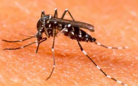 SP: casos de dengue atingem recorde histórico 