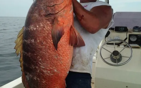 Pescador bate recorde com peixe dentuço