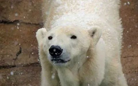 Último urso polar da África morre de tristeza