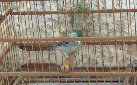 Polícia Ambiental apreende dez aves silvestres no Sá Viana