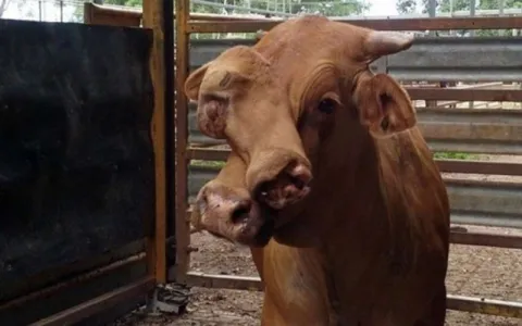 Vaca de “duas caras” chama atenção em leilão na Austrália
