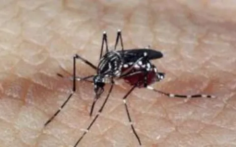Com 222 mil casos, dengue bate recorde histórico e