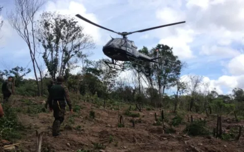 Polícia Civil do Maranhão destrói 166 mil pés de m