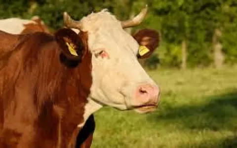 Brasil vai exportar material genético de bovinos a