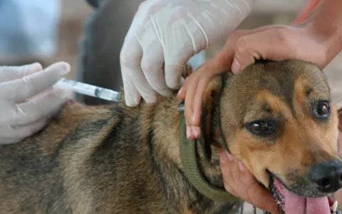Campanha de Vacinação Antirrábica pretende imunizar 160 mil animais