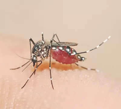 ​Escalada na epidemia de dengue preocupa