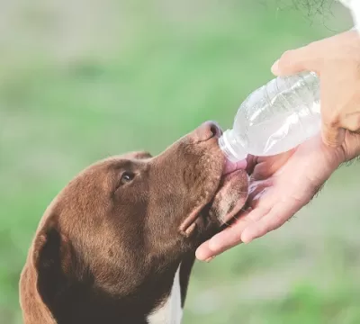 ​Saiba como manter seu pet hidratado e saudável du