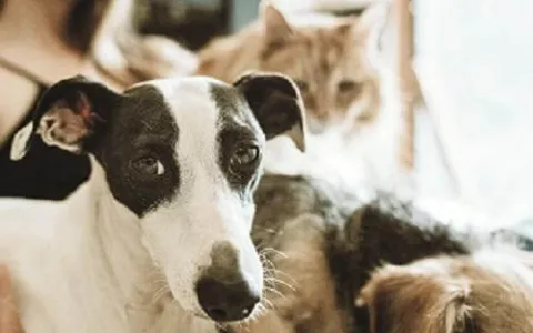Saúde mental de cães e gatos: você já se preocupou