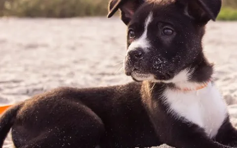 ​Cães na faixa de areia: como proteger e preparar 